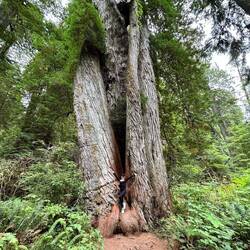 Der Corkscrewtree