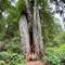Der Corkscrewtree
