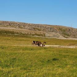 Wenn man im Bett liegt und die felligen Freunde vorbei schauen