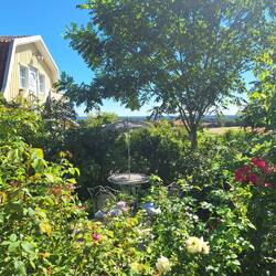 Hübscher Rosengarten mit einigen Séparées