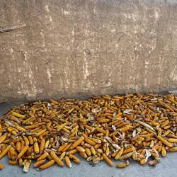 Mais zum trocknen im Innenhof