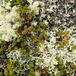 ..die ersten Moose,..