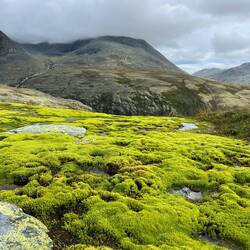 ..Flechten und Pflanzen auf.
