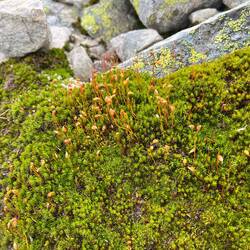 Hier tauchen auch wieder..