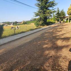 Taking a break with the moo-cows