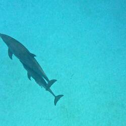 Delfinmutter mit Jungem