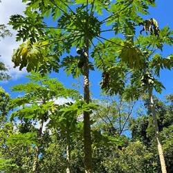 Papaya-Baum