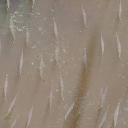 Fische mit Leuchtenase