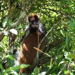 Ein Roter Stummelaffe zeigt uns die kalte Schulter