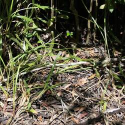 (Angeblich) eine hochgiftige tote Grüne Mamba am Wegesrand