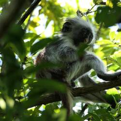 Ein Baby-Stummelaffe