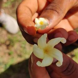 Papaya-Blüten (männlich/weiblich)