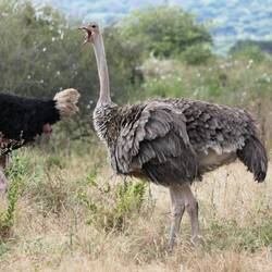 Aufmüpfiger Teenie-Strauß