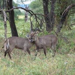 Kuscheln oder Kämpfen?