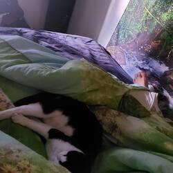 Wat een knuffelkat is Snorrie geworden