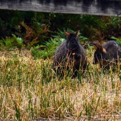 Des paddemelon qui se régalent