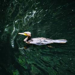 À la réserve d'ornithorynque