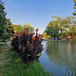 Irgendeine Blume am Canal du Midi