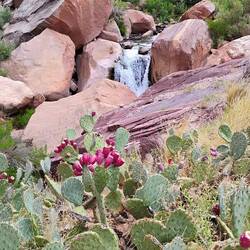 Kaktus mit Wasserfall