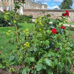 Im Rosengarten des Schloßes