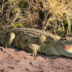 Und ganz viele, große Krokodile 🐊