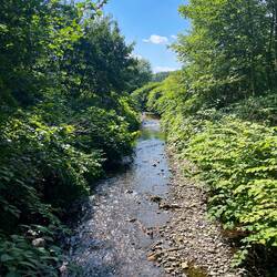 Die letzten Kilometer entlang der Altenau
