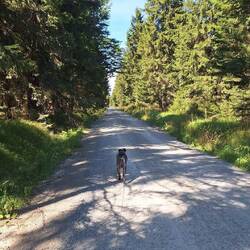 Frodo geht mitten auf dem Weg, weil niemand kommt!