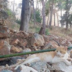 Viele Katzen am Wegesrand