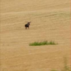 Eland in de graanvelden