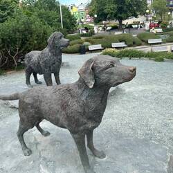 A tribute to the Newfoundland and Labrador breeds of dogs