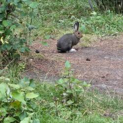 Snowshoe hare in our campsite last night!