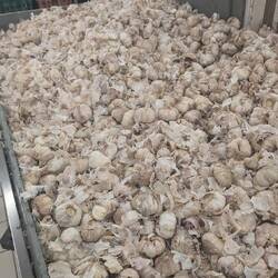 O lot of garlic