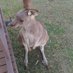 Friendly local to greet us at Pambula