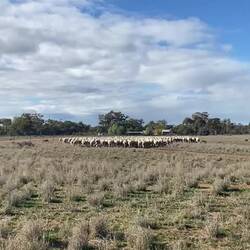 Mustering
