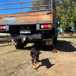 Sie werden immer größer 🐕