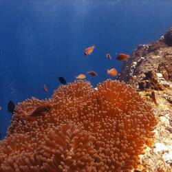 Nemo gefunden...scheint umgezogen zu sein aus dem Great Barrier Reef