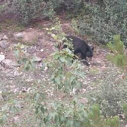 Baby-Schwarzbär neben dem Icefields Parkway