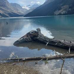 Badestelle des Lake Peytos