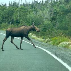 Moose sighting on our way from Cape Spear