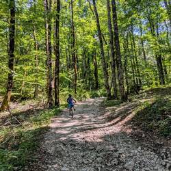 Road up into Biogradska