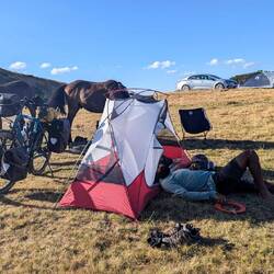 No, it is the horses that will have to move