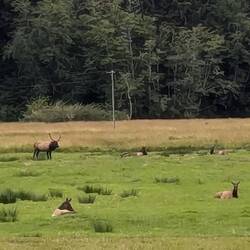Herd of elks in the distance