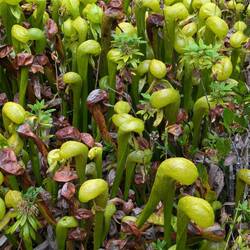 Meat eating plants