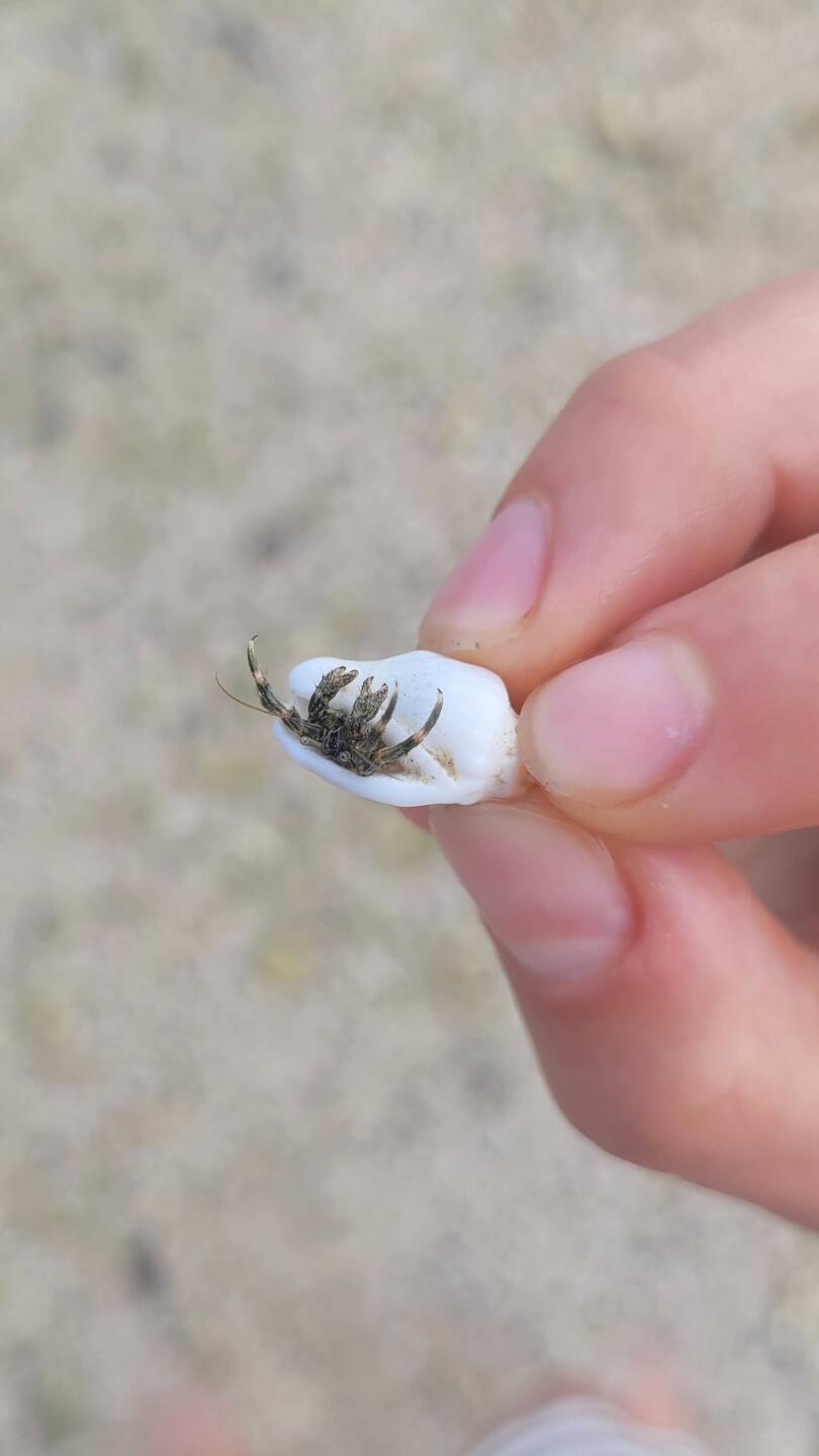 Hallo Krebsi🦀