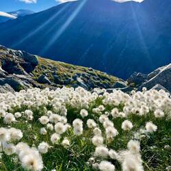 ..im feuchten Boden etwas Wollgras,..