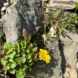 Daneben Alpensäuerling,..