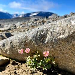 ..ein einzelner Gletscher-Hahnenfuß findet.