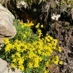..sowie Fetthennen-Strinbrech.