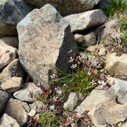 ..und Stern-Steinbrech.