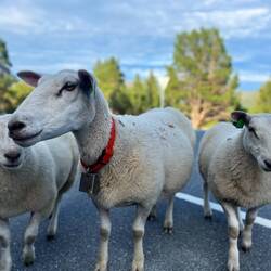 ..am Weg Richtung Ryfoss.